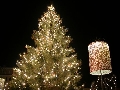 Albero di Natale in Piazza Walther a Bolzano. - Clicca per ingrandire la foto...